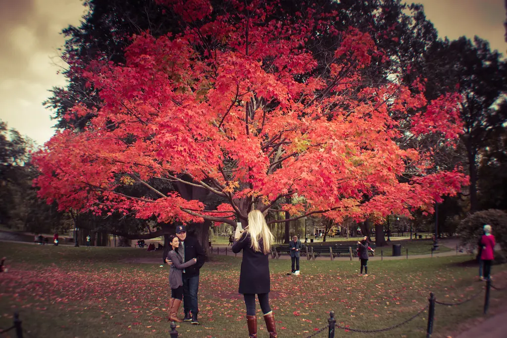 A brilliant red maple in fall with a figure beneath it