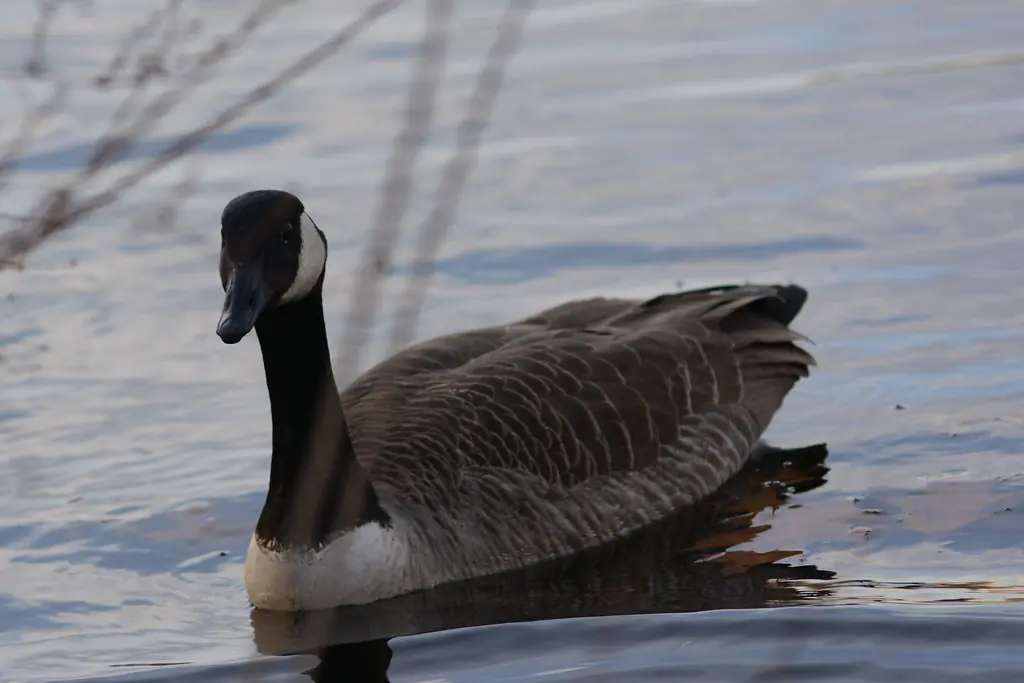 A Canada goose close up