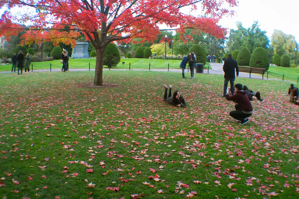 Red autumn leaves across a park lawn with people walking