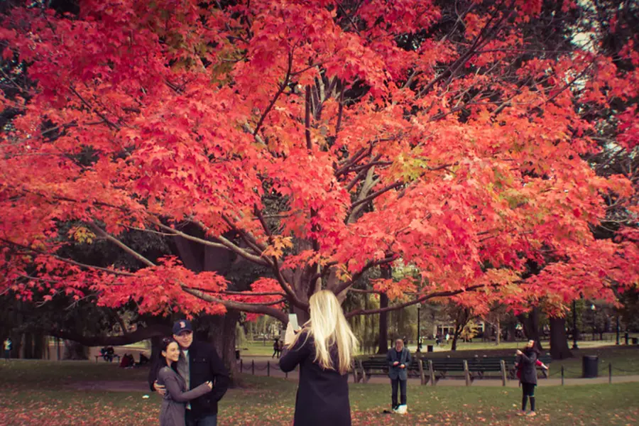A brilliant red maple in fall with a figure beneath it