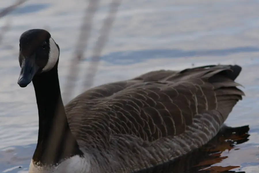 A Canada goose close up